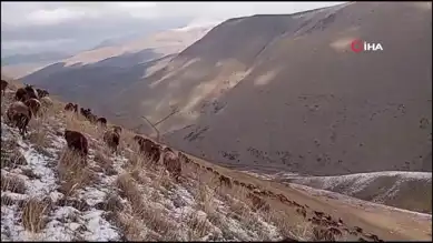 Doğu Anadolu'da Kar Yağışı Başladı