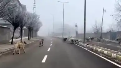 Başıboş Köpekler Tehlike Yarattı!