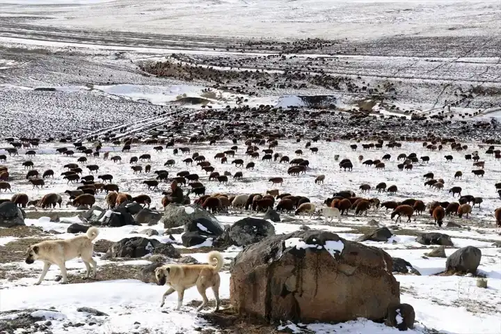 Doğu Anadolu'da Erken Kar, Çobanları Zorluyor