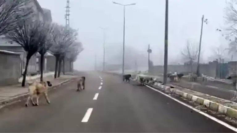 Başıboş Köpekler Tehlike Yarattı!