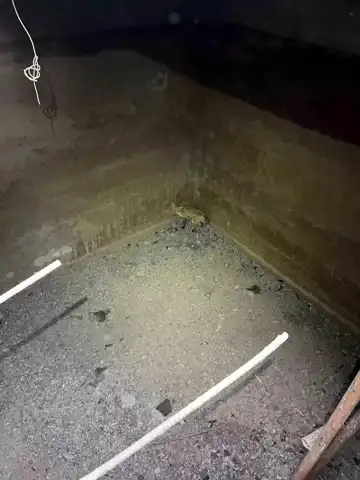 Beton Kuyudaki Tilki Kurtarıldı